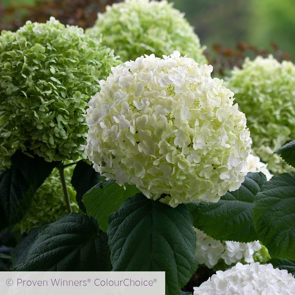 Hydrangea arborescens 'Incrediball' (Strong Annabelle)
