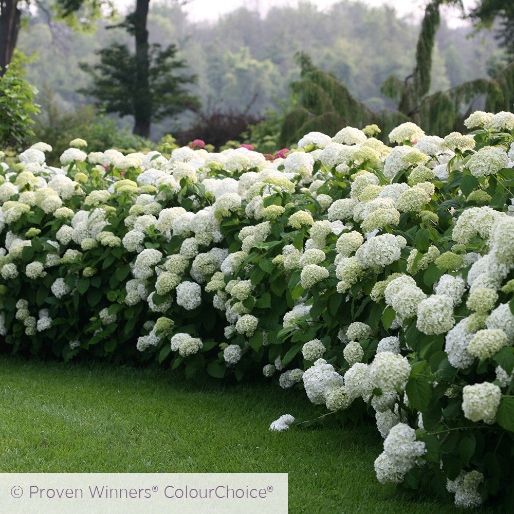 Hydrangea arborescens 'Incrediball' (Strong Annabelle)