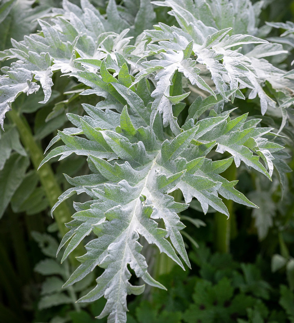 Cynara cardunculus (Cardoon)