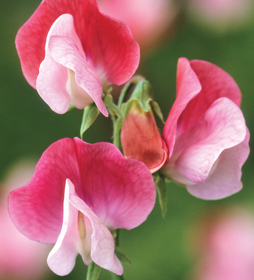 Buckets of Sweet Peas Collection