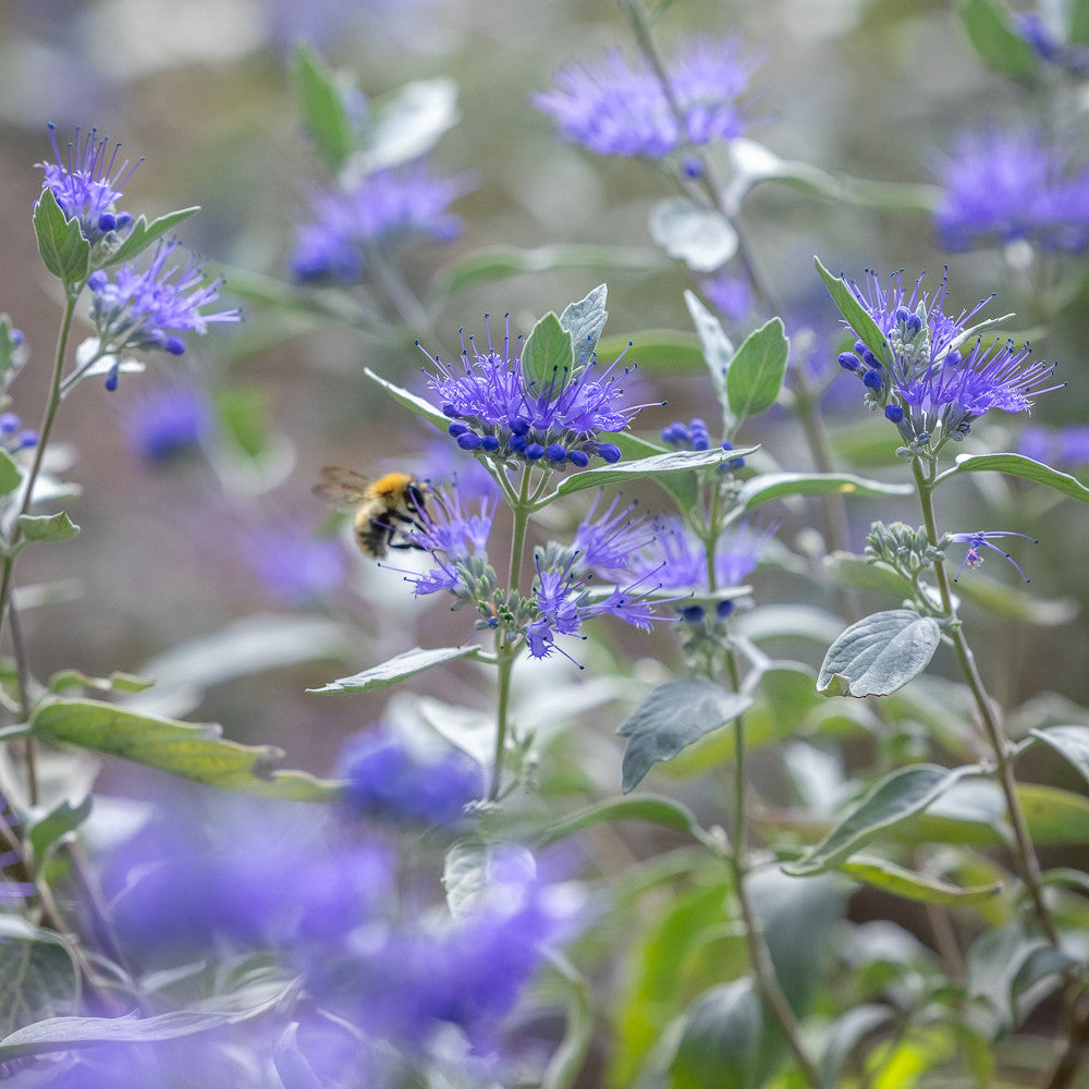 Caryopteris x clandonensis 'Sterling Silver'