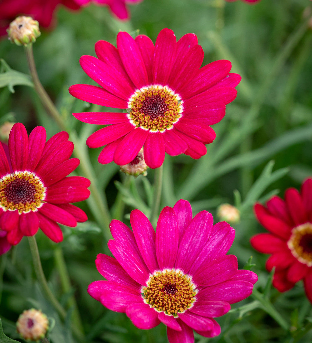Argyranthemum frutescens 'Grandaisy Deep Red'