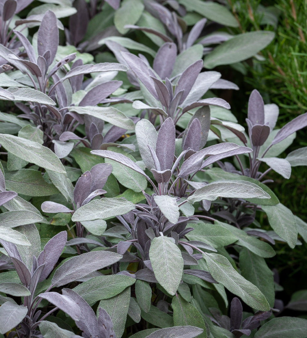 Purple Sage