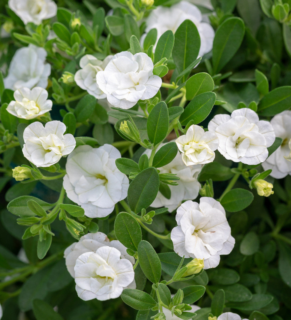 Calibrachoa 'Cabaret Double White'