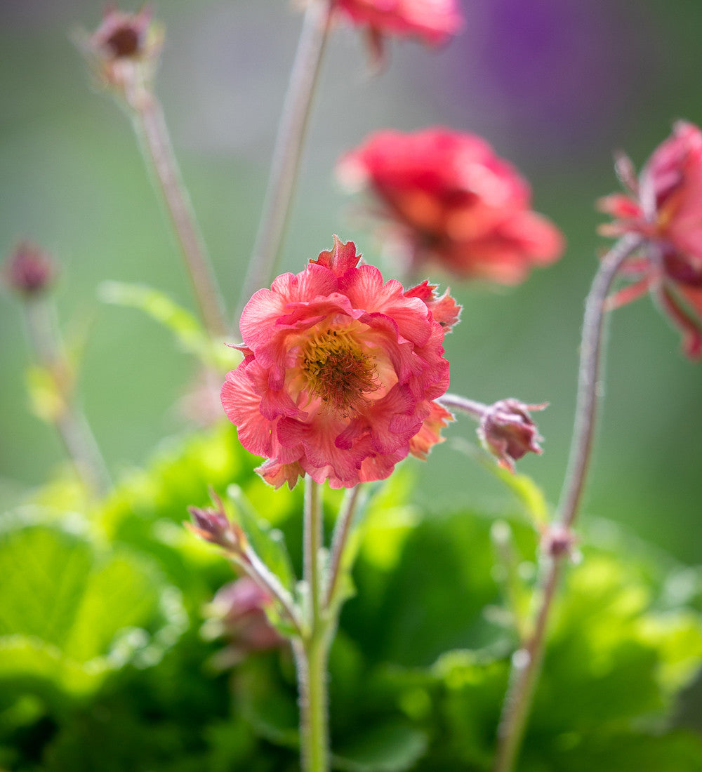 Geum 'Pink Petticoats'