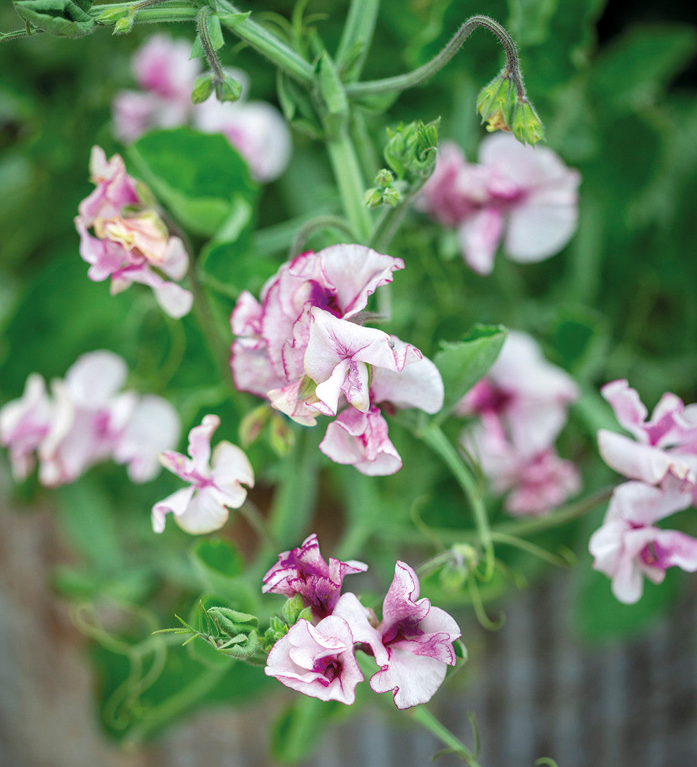 Sweet Pea 'Lisa Marie'