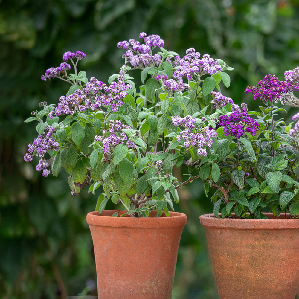 Heliotropium arborescens 'Reva'