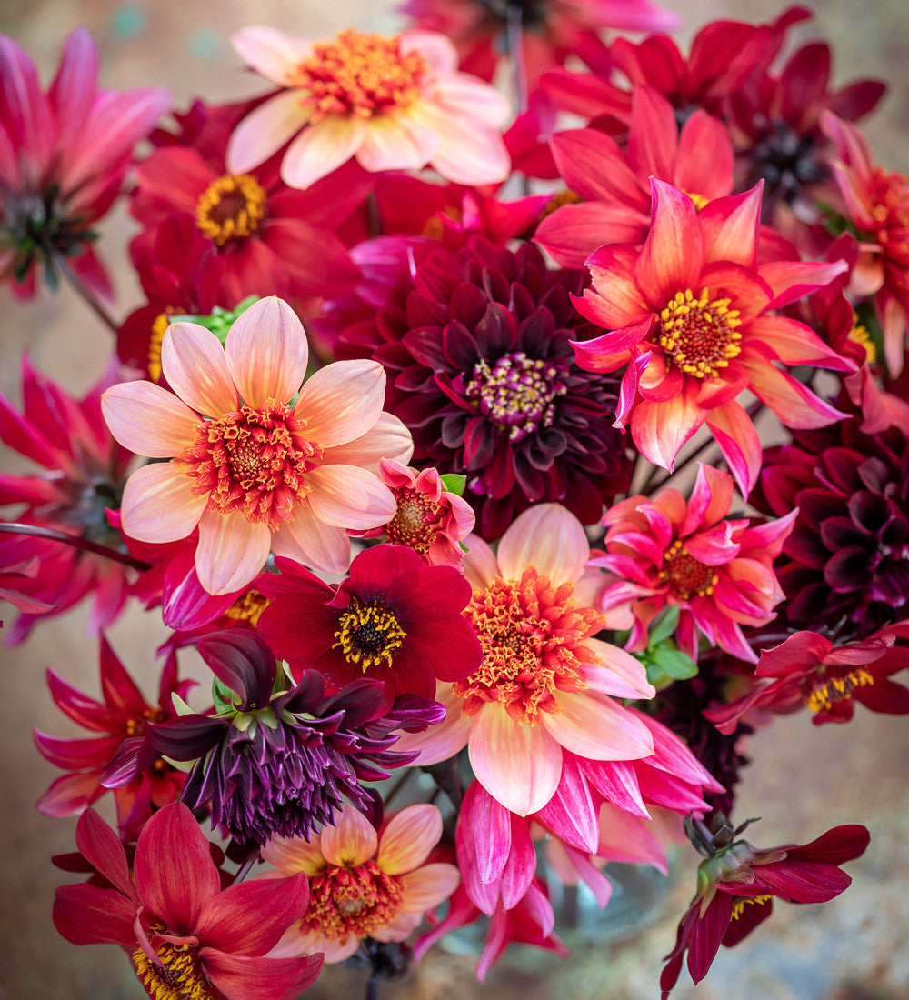 Flower Yard Dahlia Collection