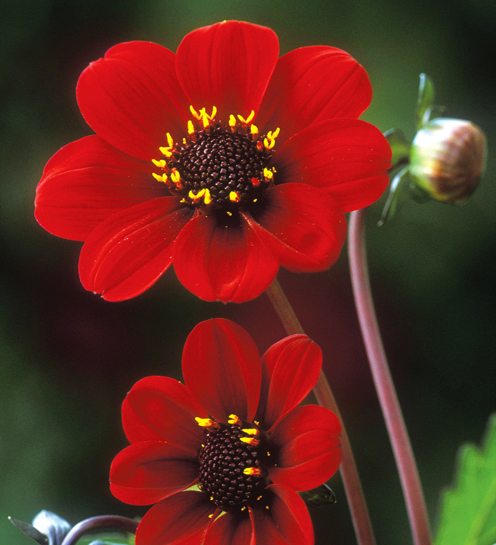 Flower Yard Dahlia Collection
