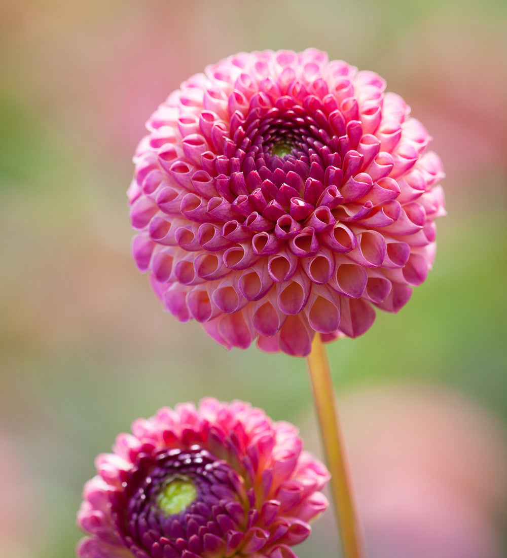 A World of Dahlias Collection