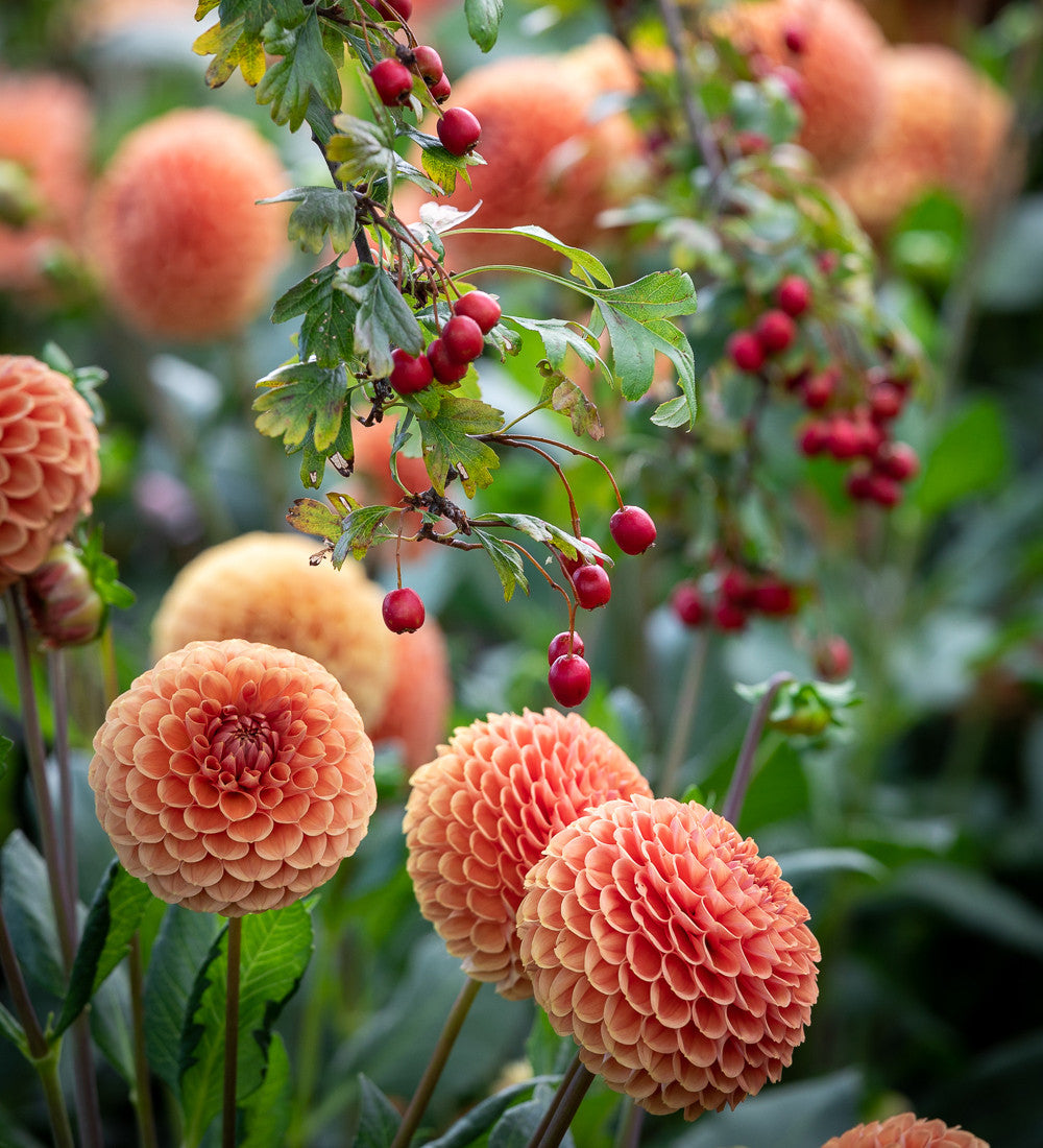 A World of Dahlias Collection