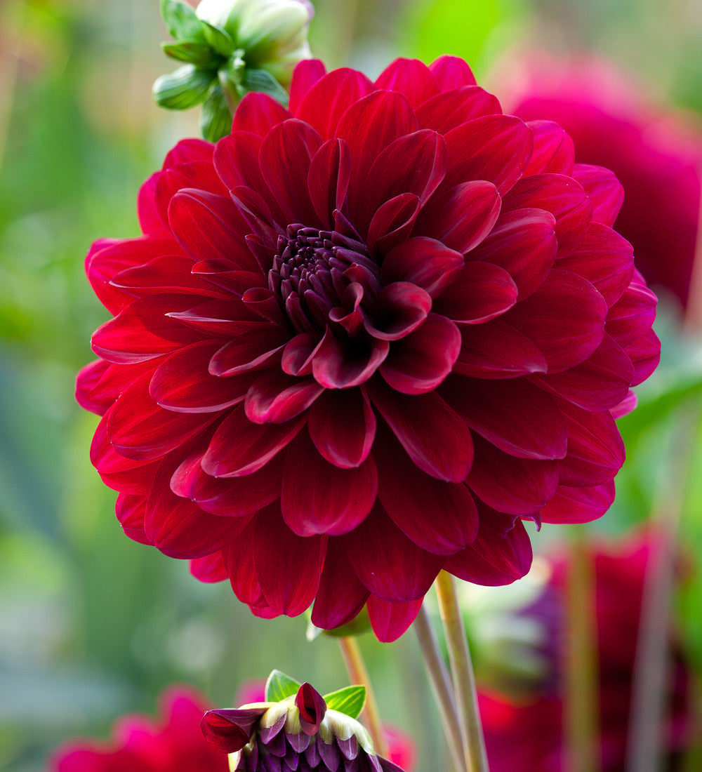 A World of Dahlias Collection