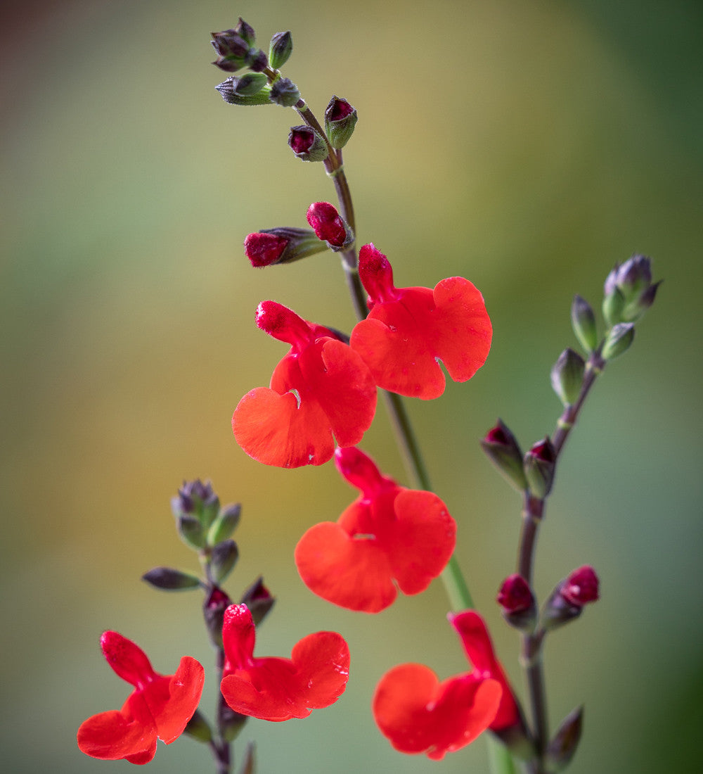 Salvia x jamensis 'Royal Bumble'