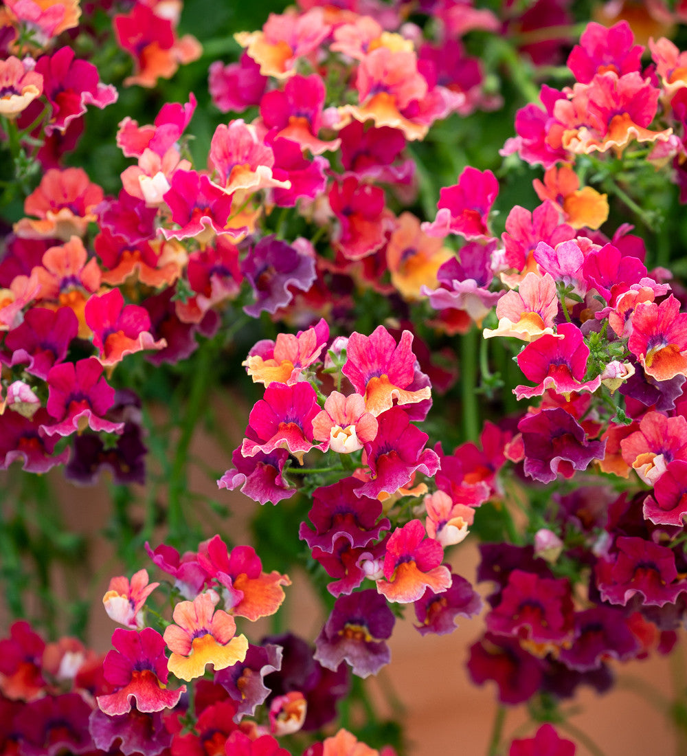Nemesia 'Nesia Tropical'