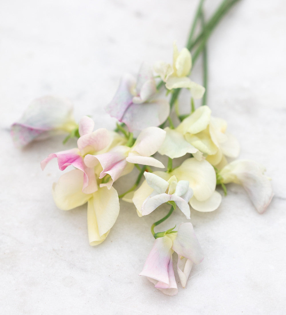 Wedding Party Sweet Pea Container Collection