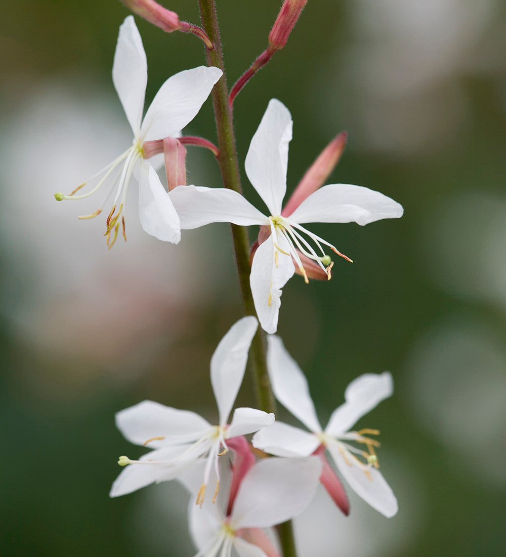 Gaura Collection for Pots