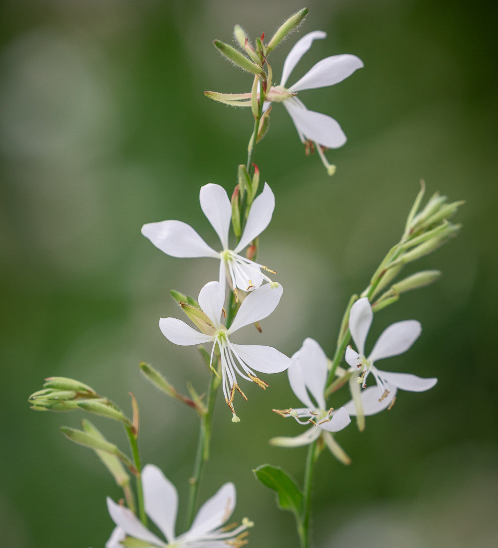 Gaura 'Flamingo White' (syn. Oenothera)