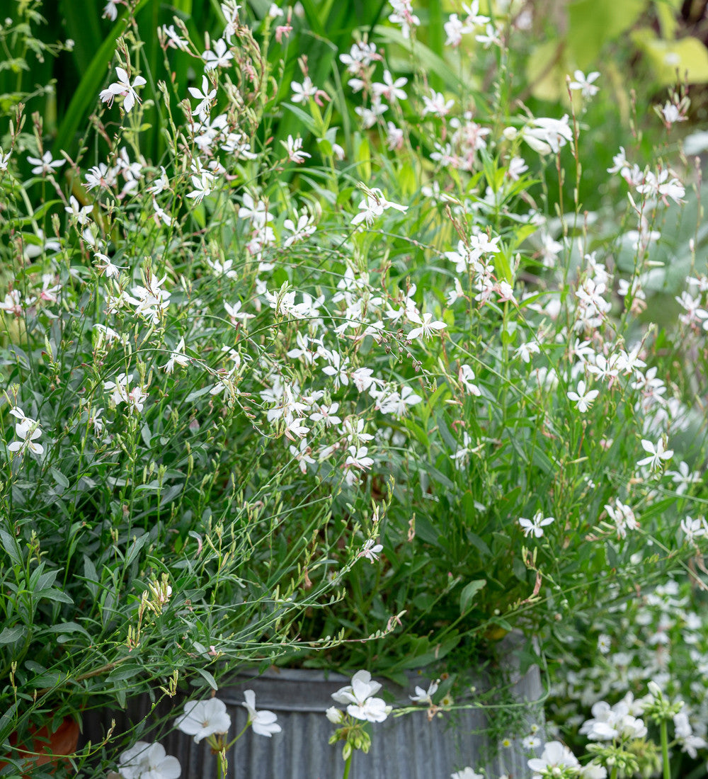 Gaura 'Flamingo White' (syn. Oenothera)
