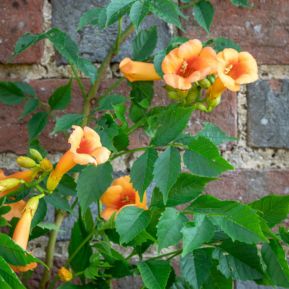 Campsis x tagliabuana 'Indian Summer'