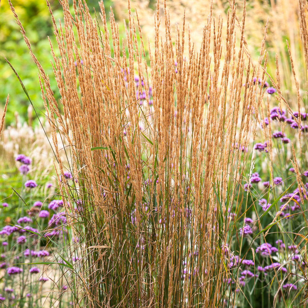 Calamagrostis x acutiflora 'Karl Foerster'