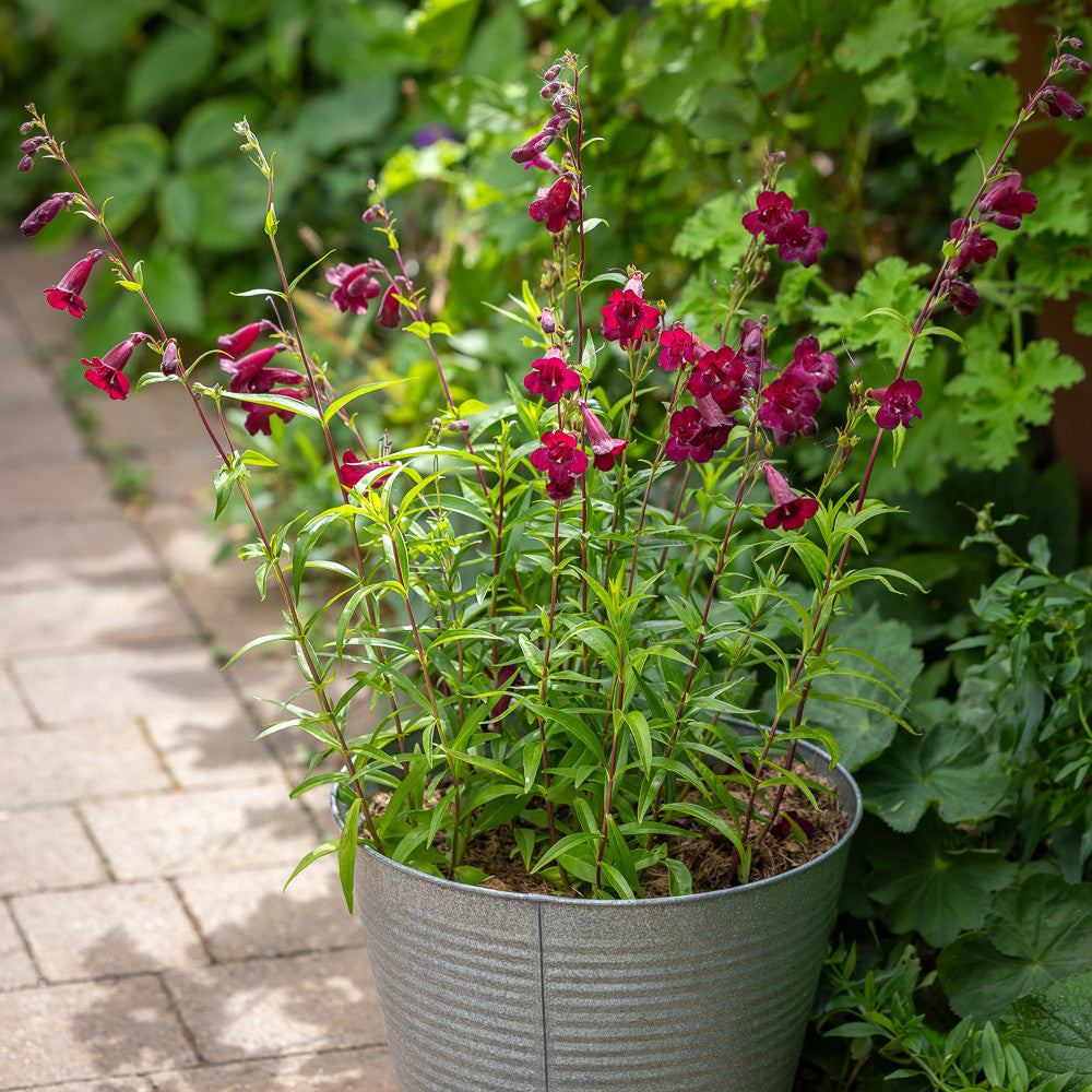 Penstemon 'Rich Ruby'