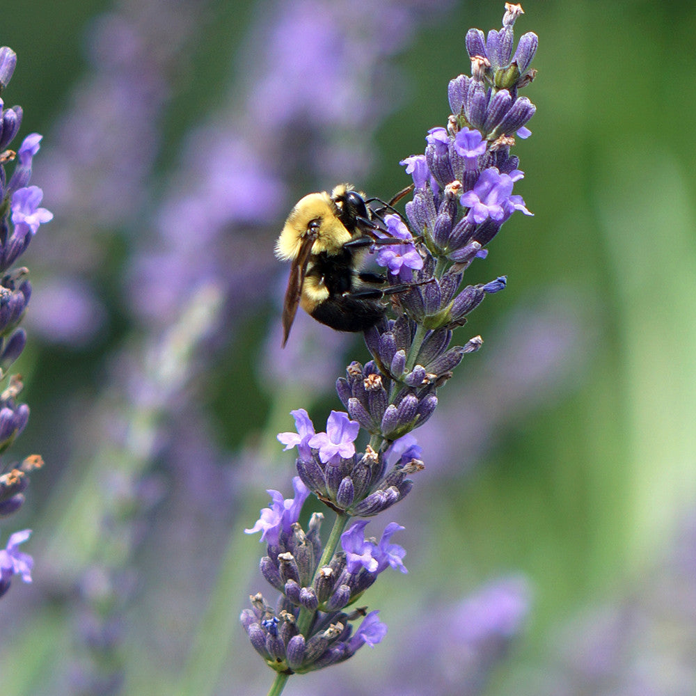 Lavandula x intermedia 'Phenomenal'