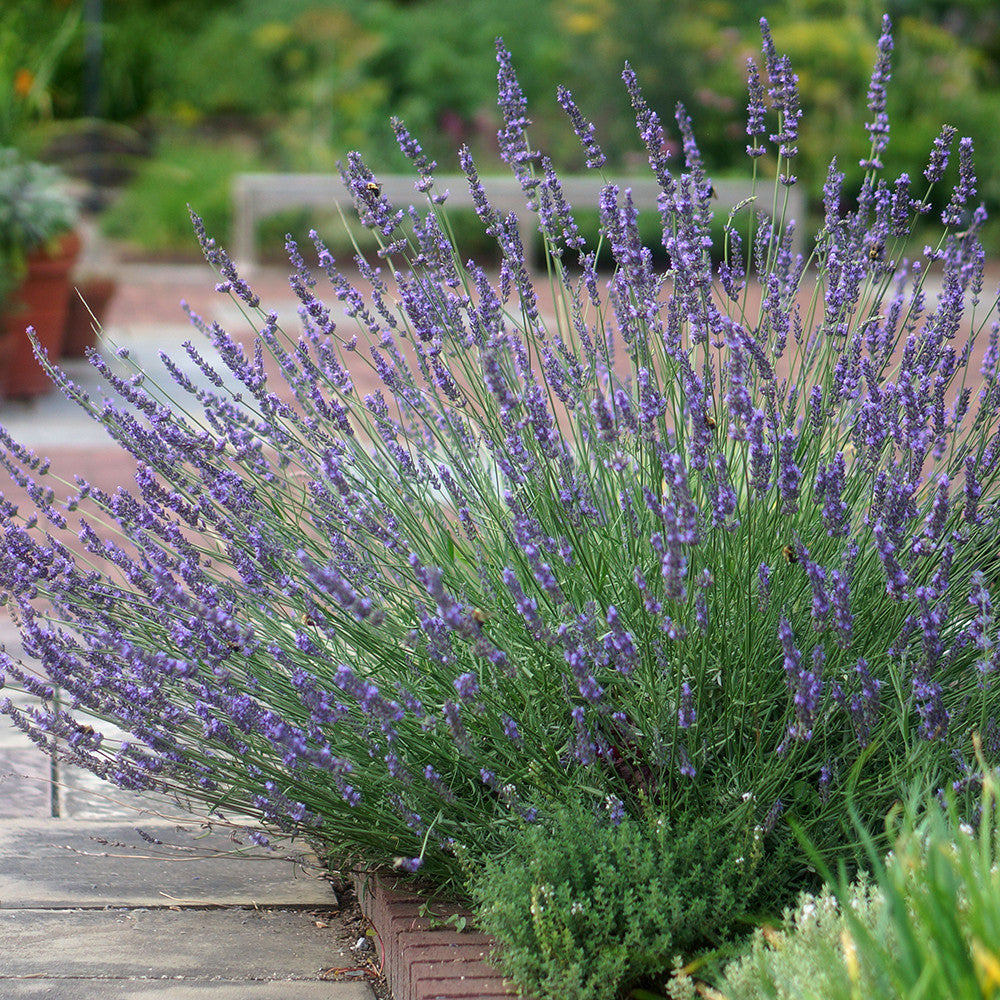Lavandula x intermedia 'Phenomenal'