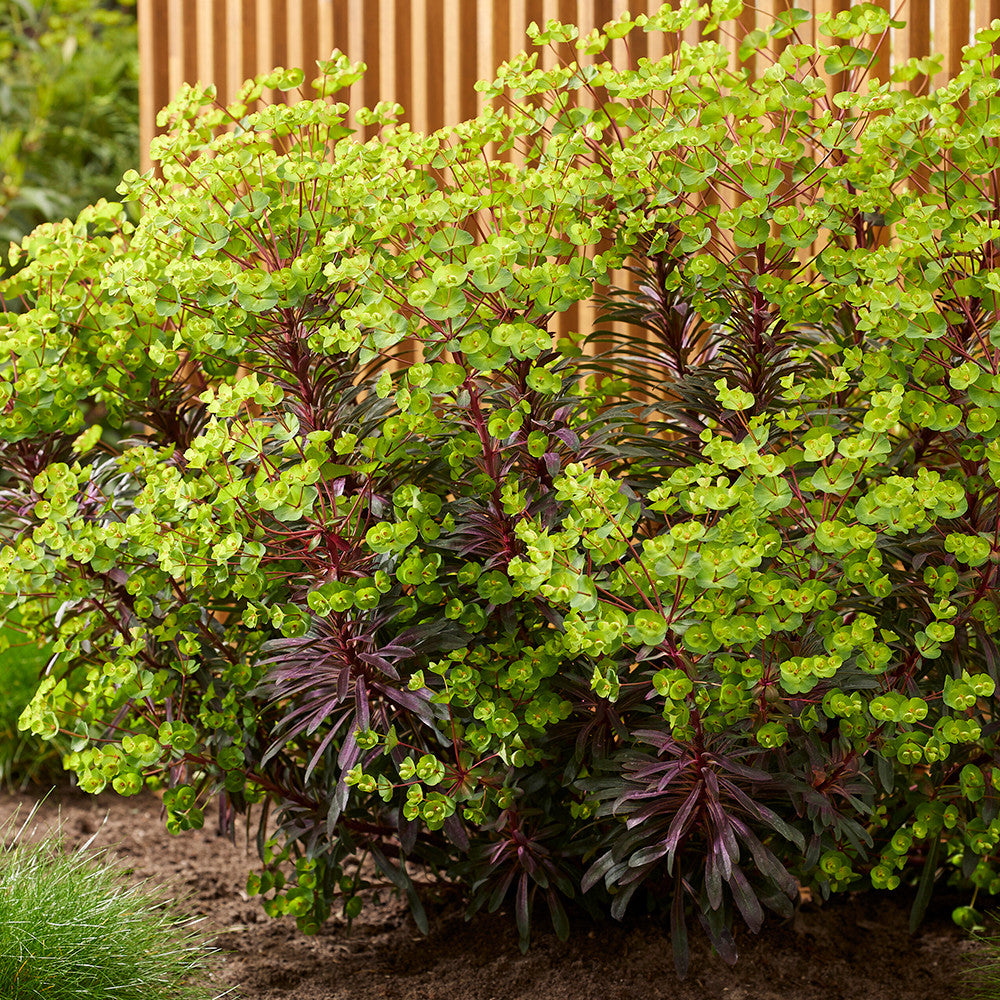 Euphorbia x 'Miners Merlot'