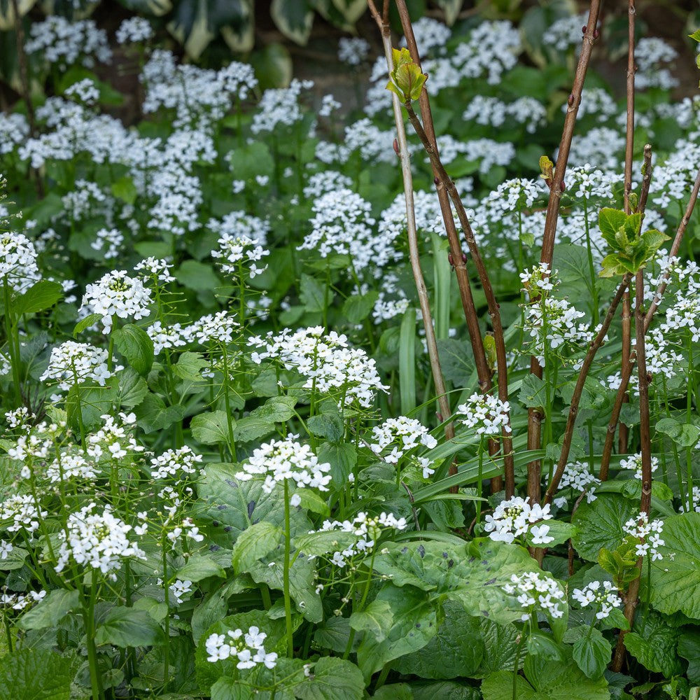 Pachyphragma macrophyllum