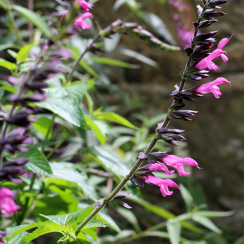 Salvia 'Pink Amistad'