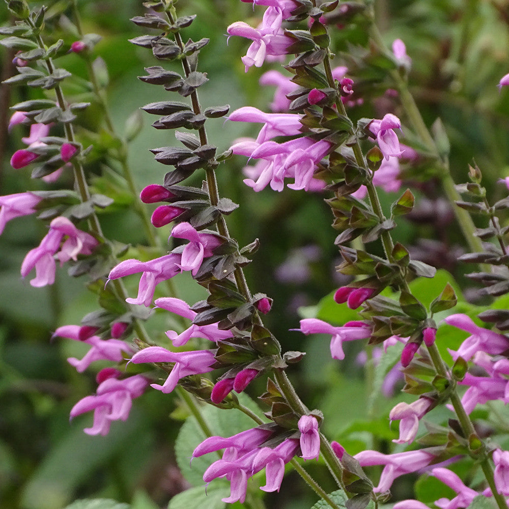 Salvia 'Pink Amistad'