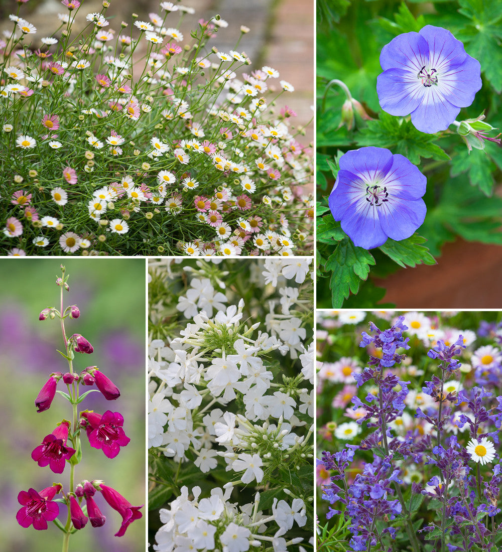 The Cottage Garden Border Collection