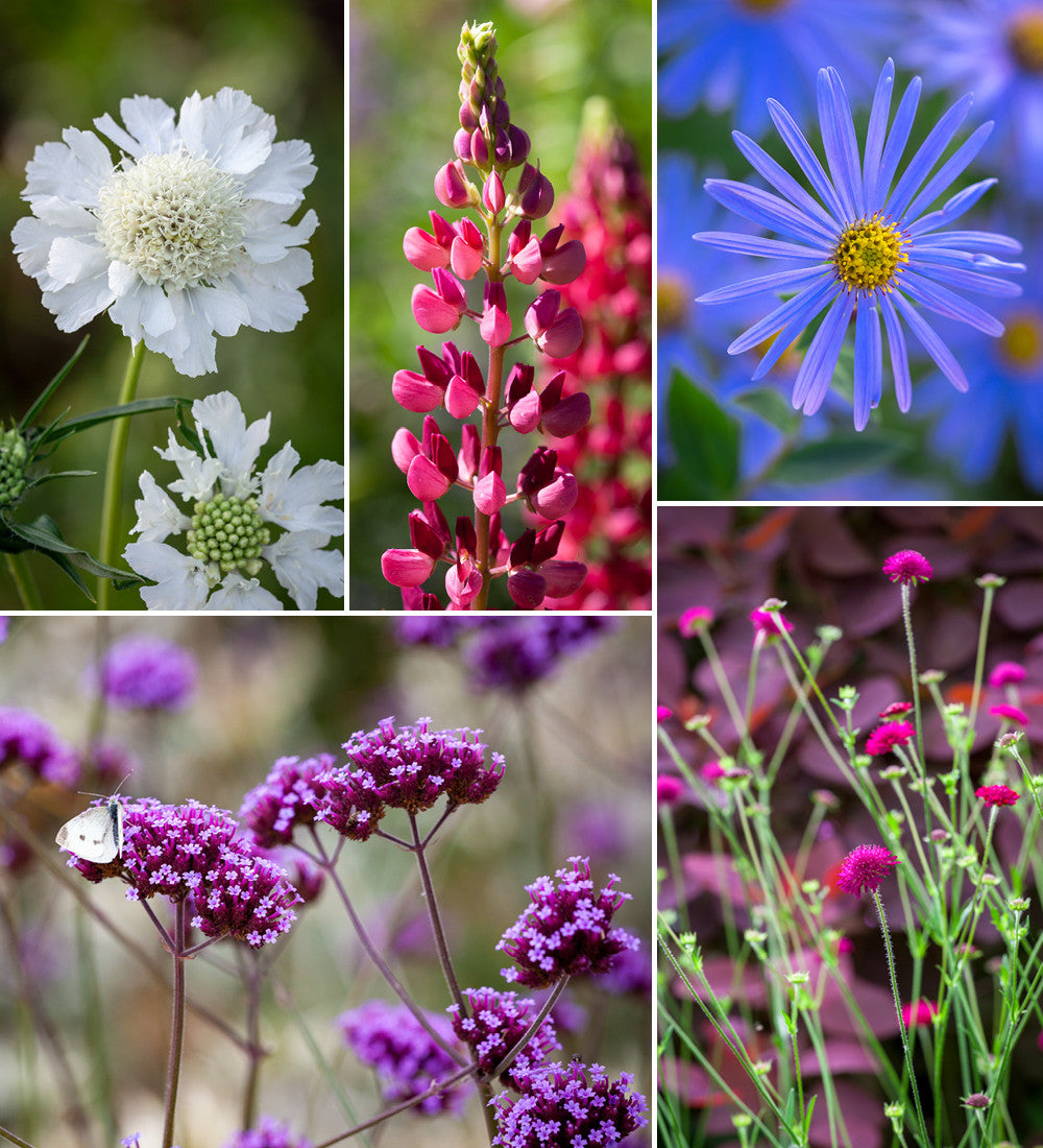 The English Country Garden Border Collection