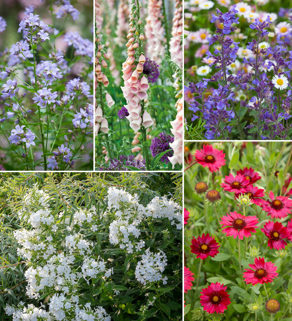 The English Country Garden Border Collection