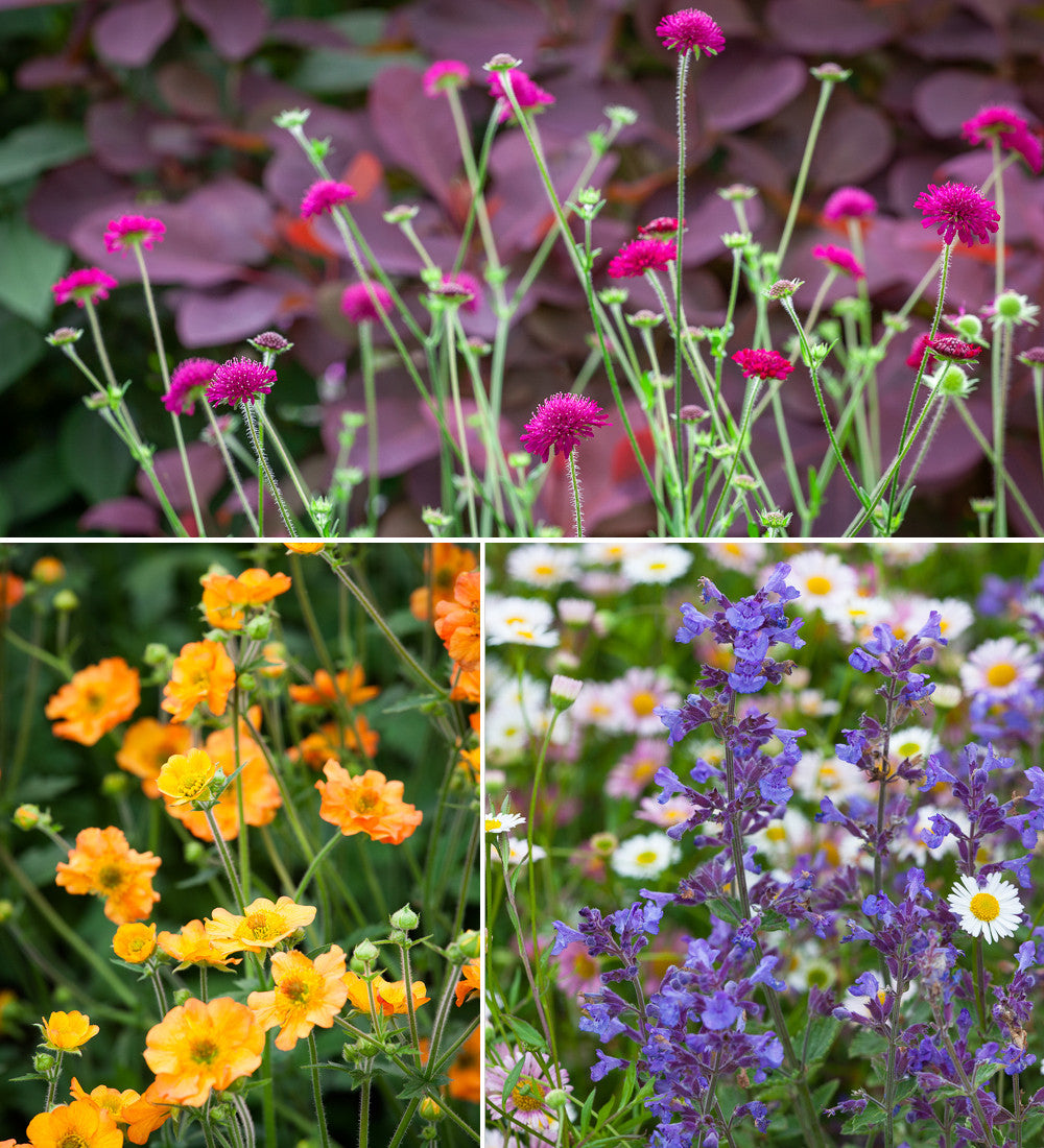 The Beginners Border Collection