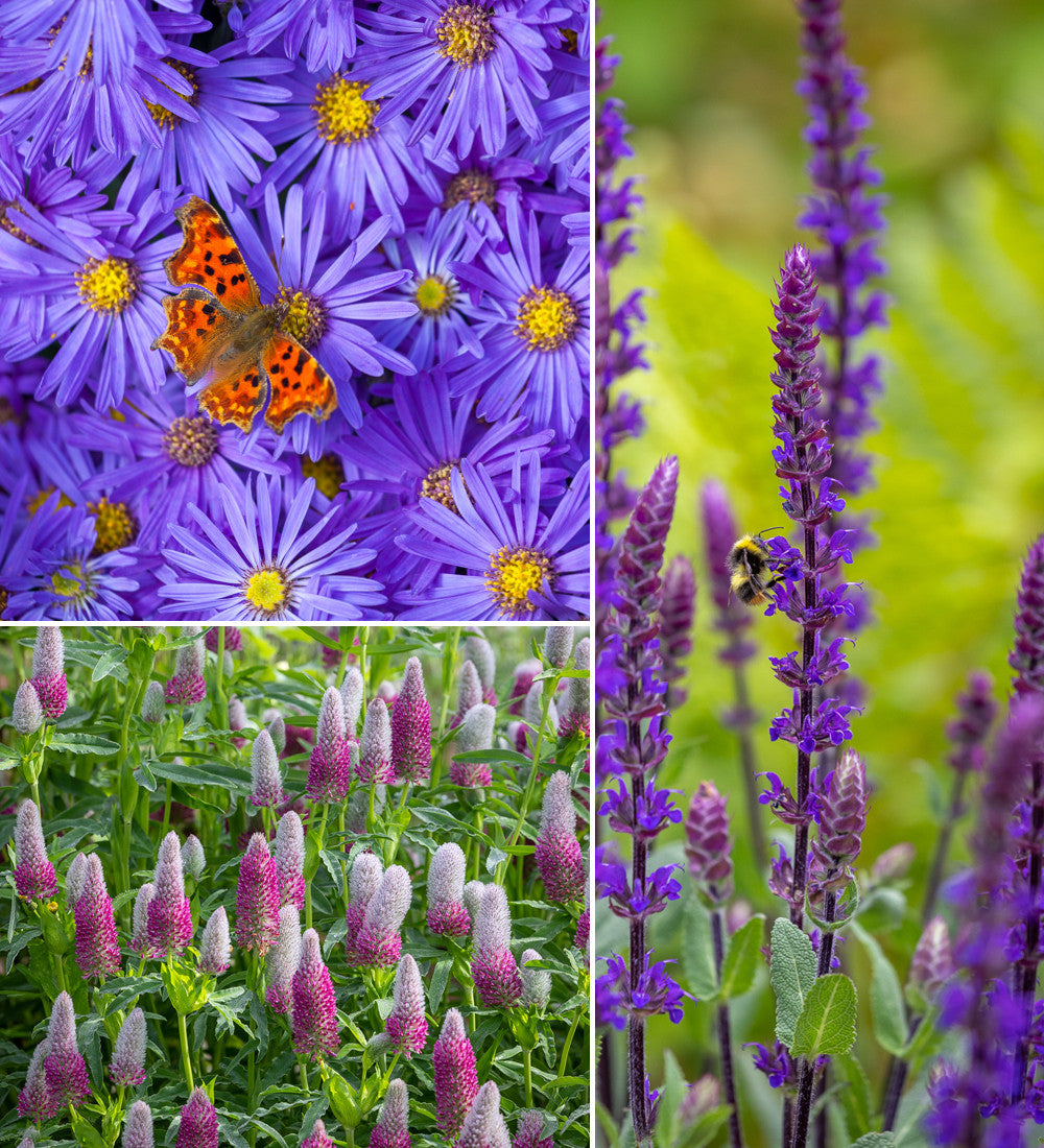 Loved by Pollinators Border Collection