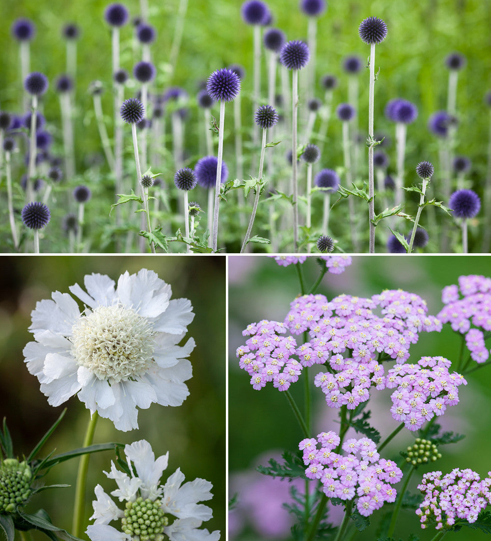 Loved by Pollinators Border Collection