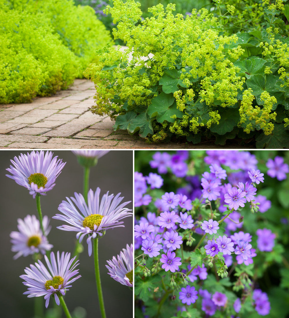 Plants for Naturalising Border Collection