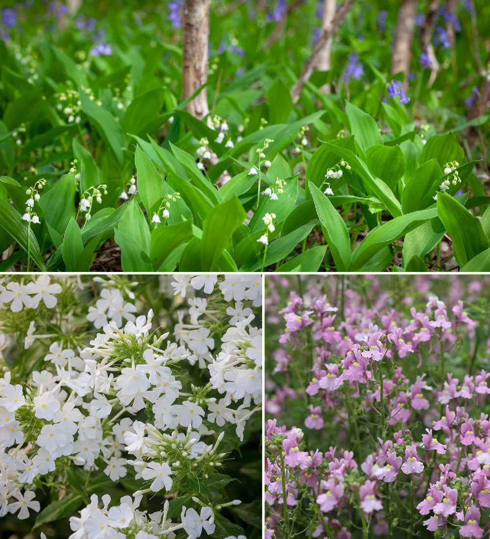 The Scented Border Collection