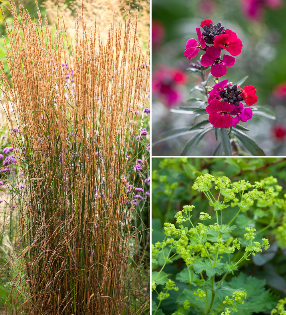 The Low Maintenance Border Collection