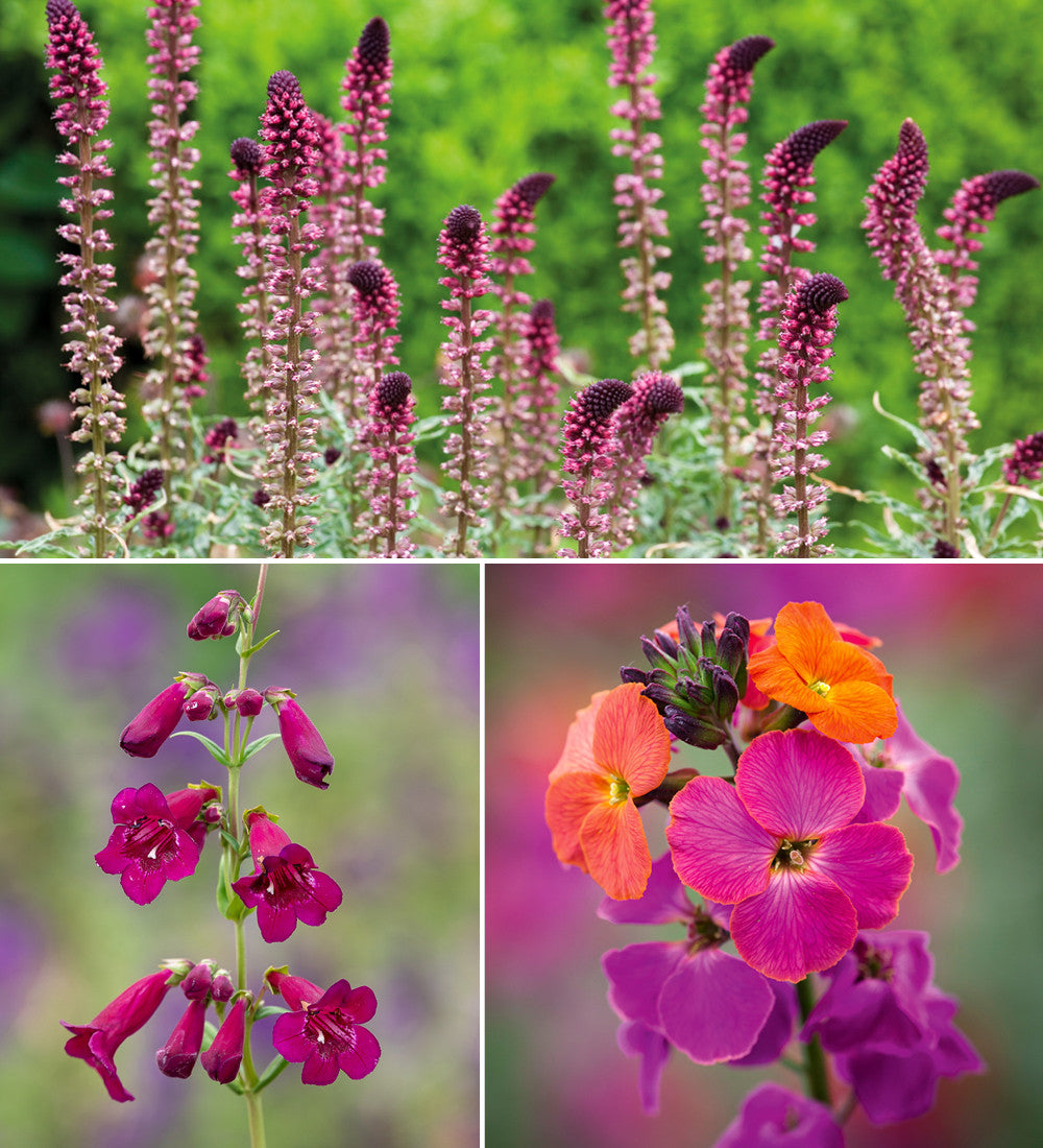Sarah's Rich Border Collection