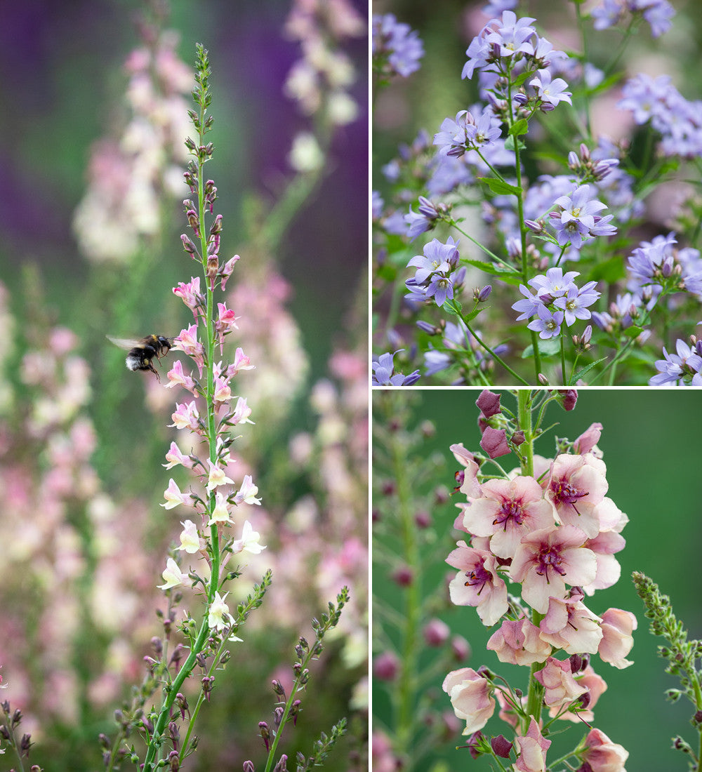 Sarah's Soft Border Collection