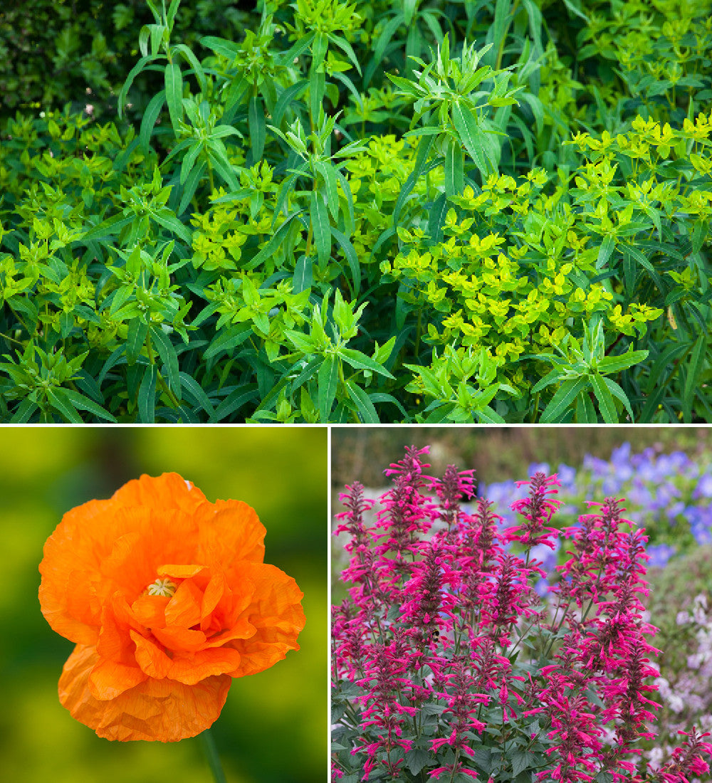 Sarah’s Bright Border Collection