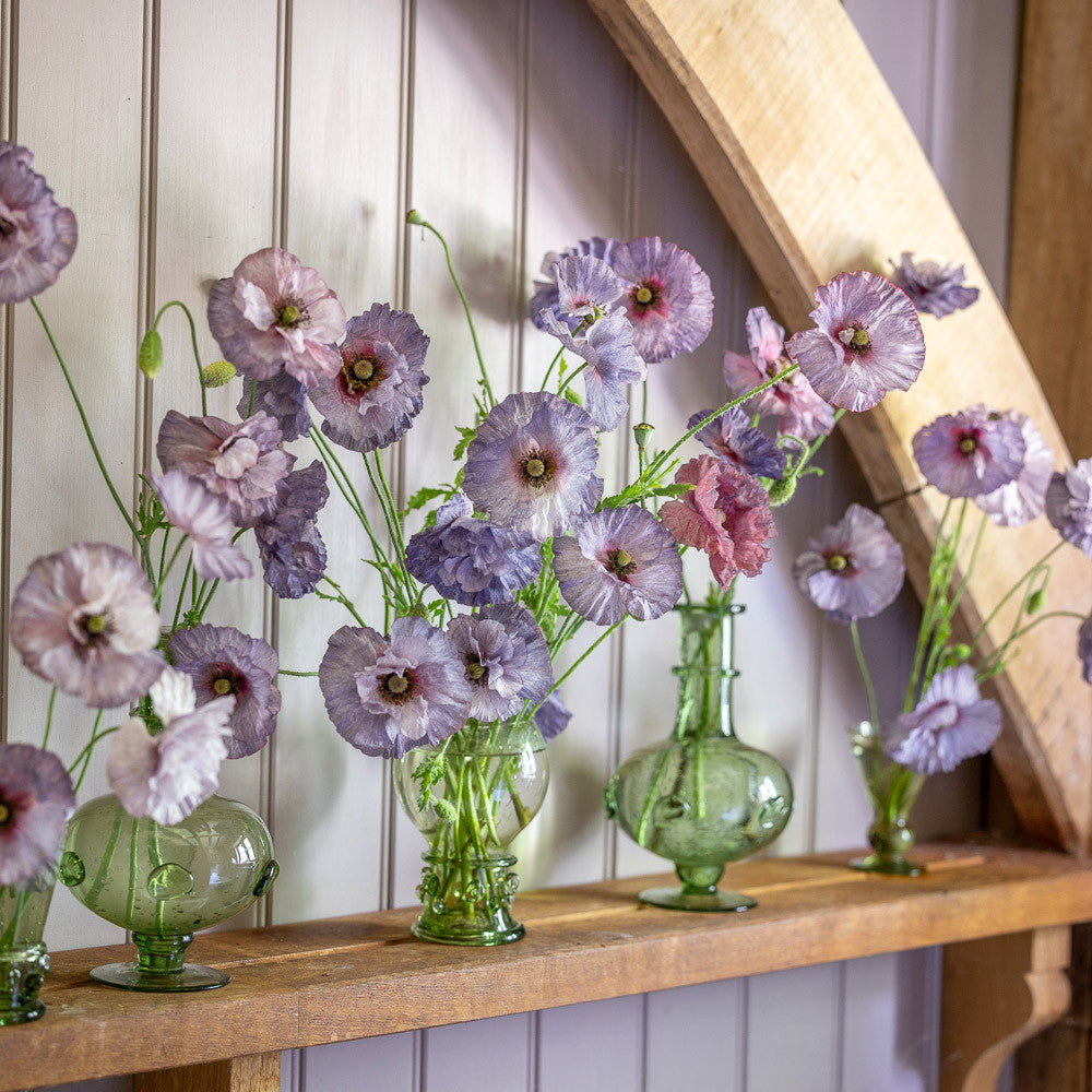 Papaver rhoeas 'Amazing Grey'
