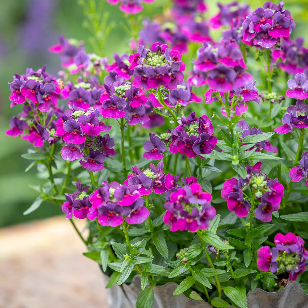 Living Table Centre Container Collection