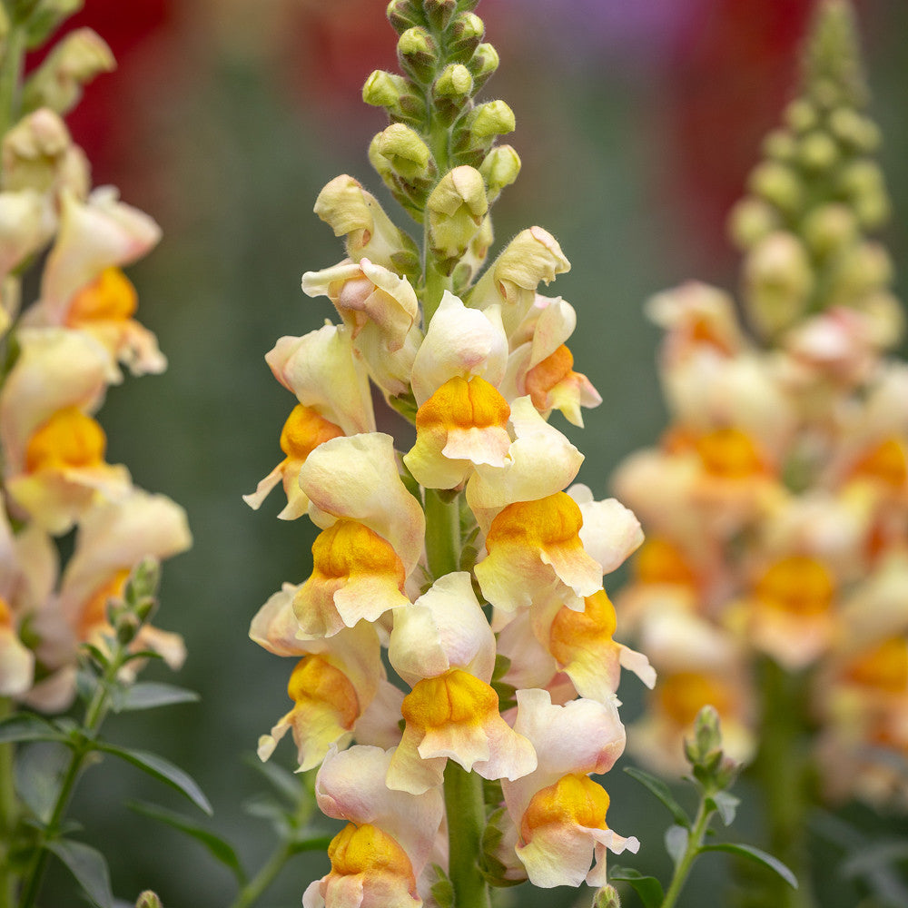 Antirrhinum majus 'Costa Apricot' F1