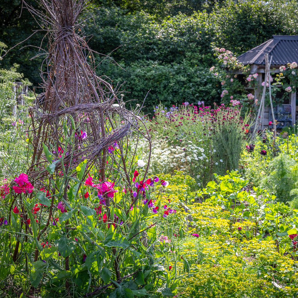 Joyful Sweet Pea Collection