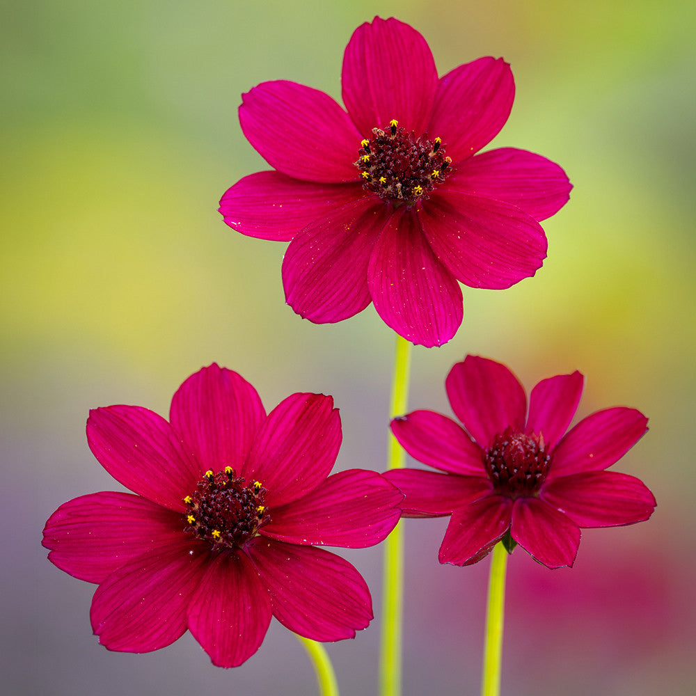 Cosmos atrosanguineus 'Cherry Chocolate'