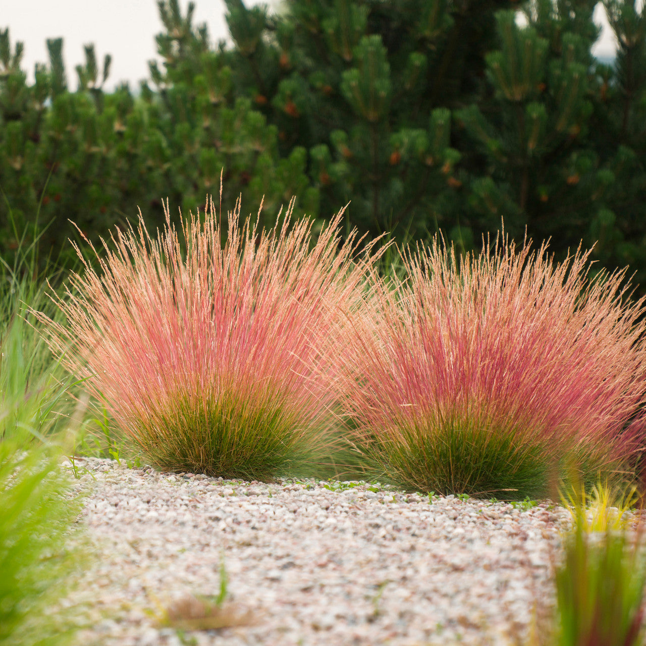 Festuca glauca 'Sunrise'