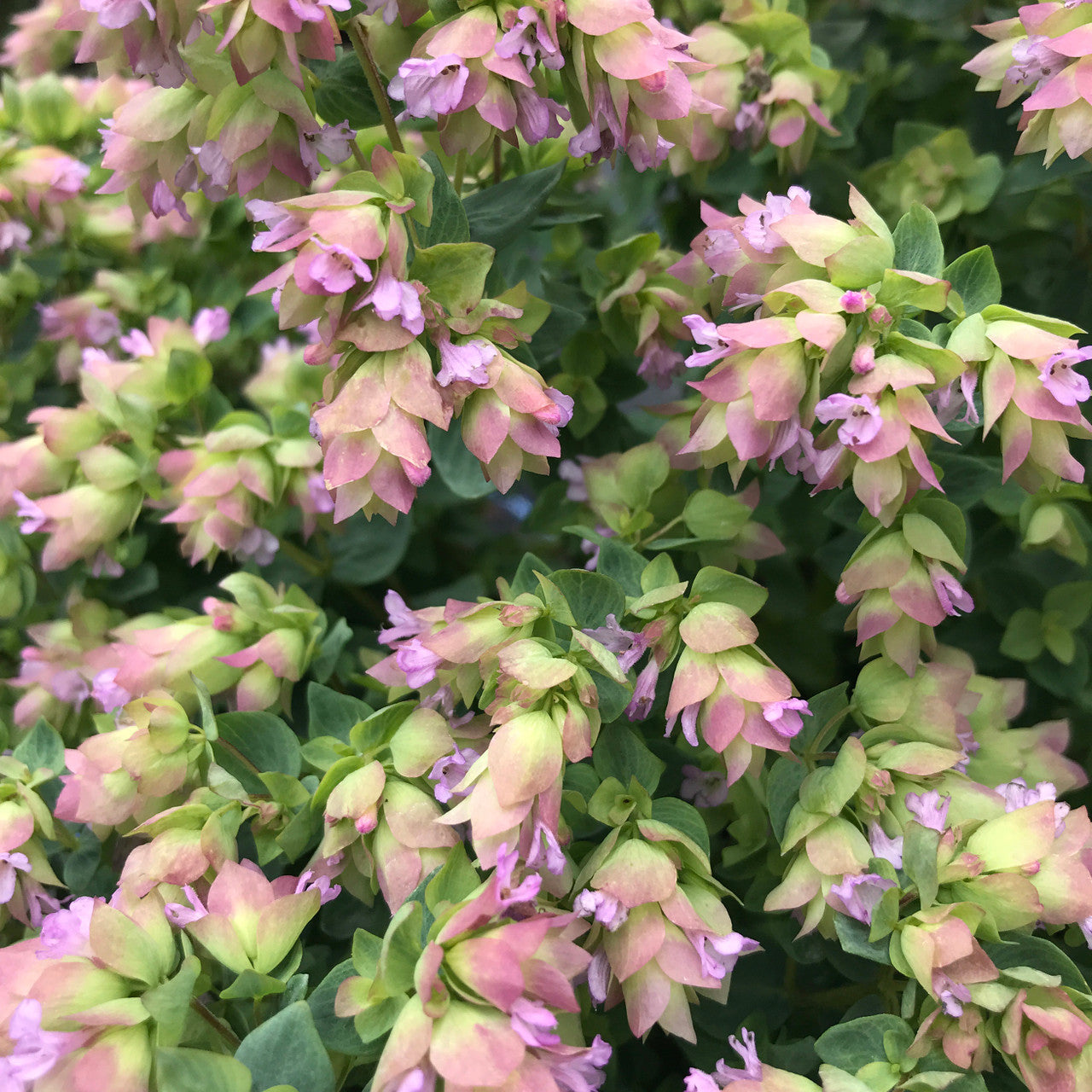 Origanum rotundifolium 'Kent Beauty'